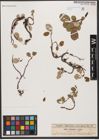 Foto von Salix reticulata L.